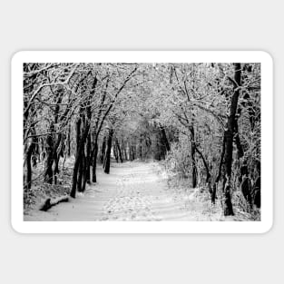 Black and White winter scene. Sticker